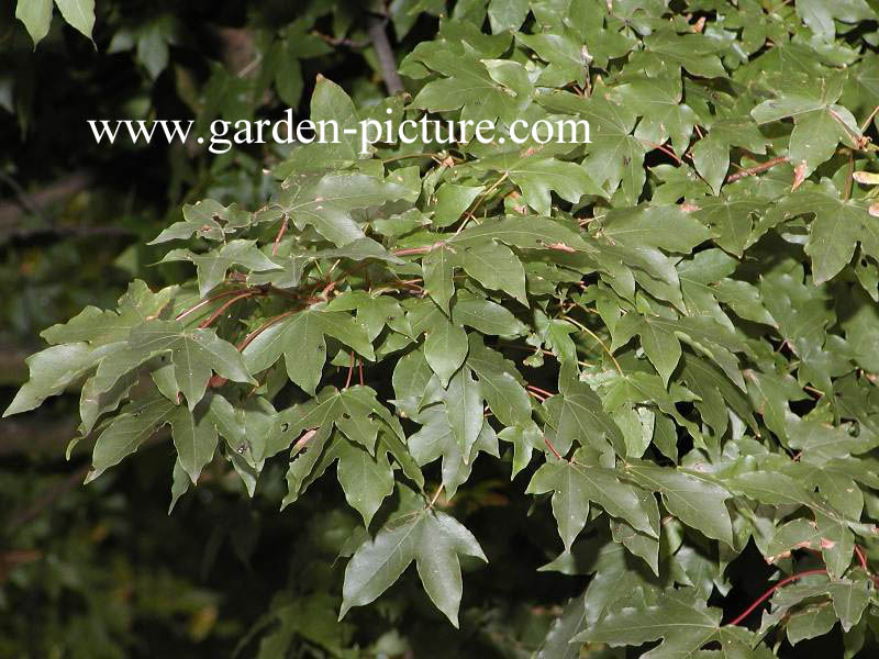 Acer zoeschense 'Annae'