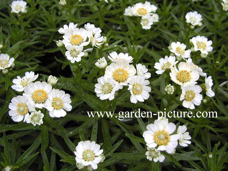 Achillea ptarmica 'Nana Compacta'