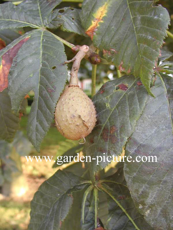 Aesculus carnea 'Briotii'