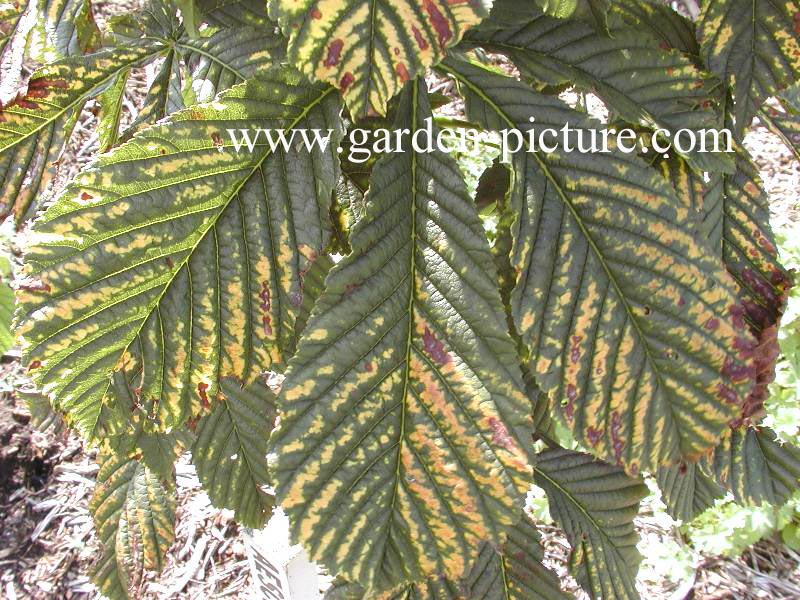 Aesculus hippocastanum 'Honiton Gold'