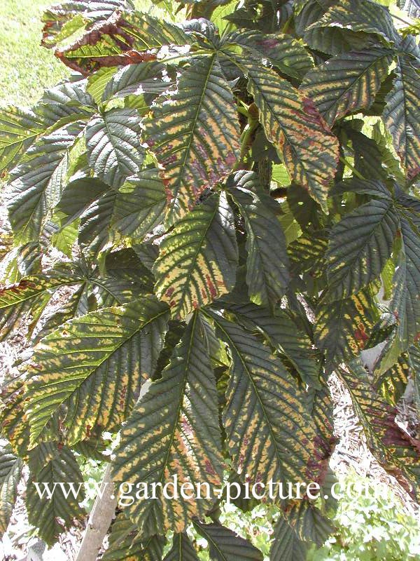 Aesculus hippocastanum 'Honiton Gold'