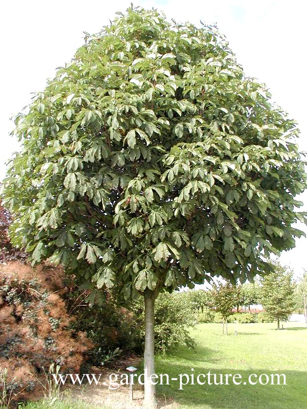 Aesculus hippocastanum 'Pyramidalis'