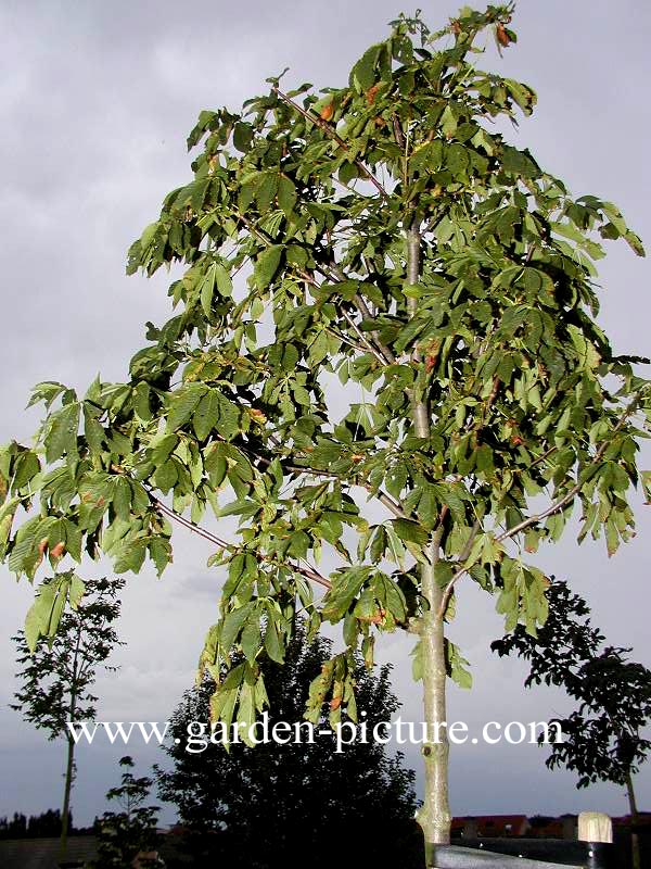 Aesculus neglecta 'Erythroblastos'