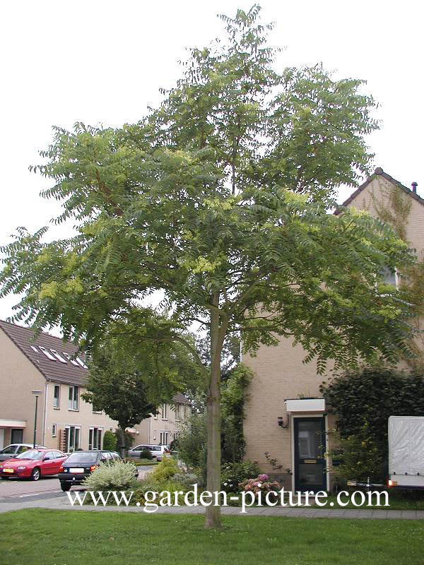 Ailanthus altissima