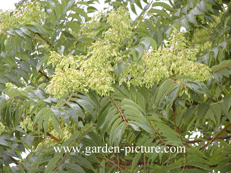 Ailanthus altissima