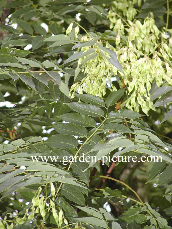 Ailanthus altissima