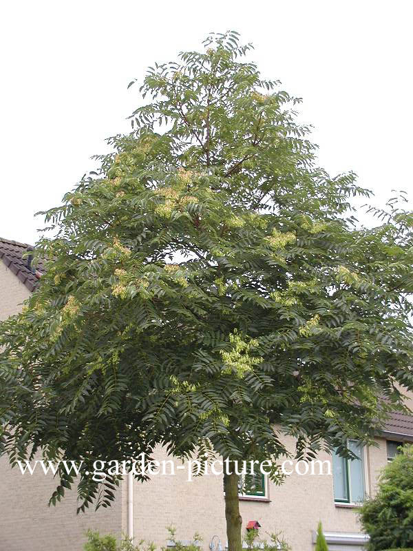 Ailanthus altissima