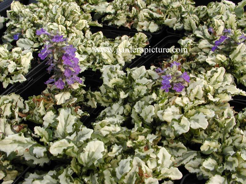 Ajuga reptans 'Multicolor'