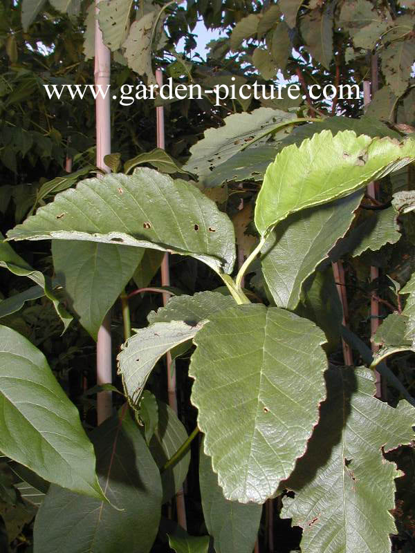 Alnus rubra