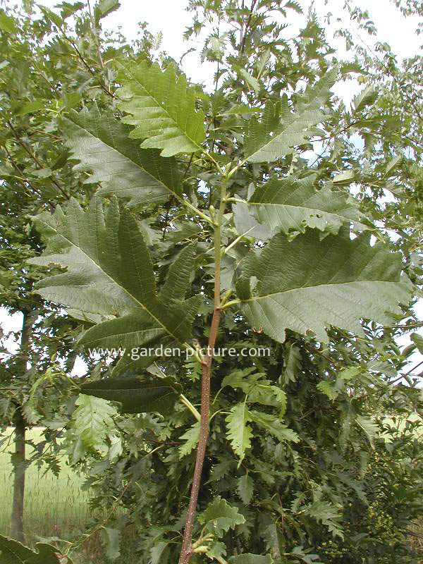Alnus rubra 'Pinnatisecta'