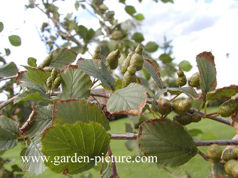 Alnus viridis