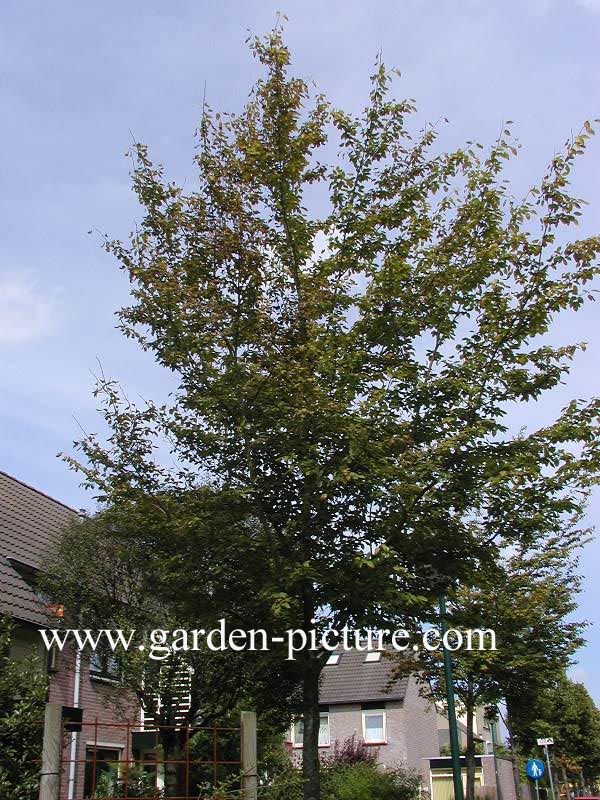 Amelanchier arborea 'Robin Hill'