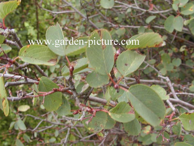 Amelanchier ovalis 'Helvetia'