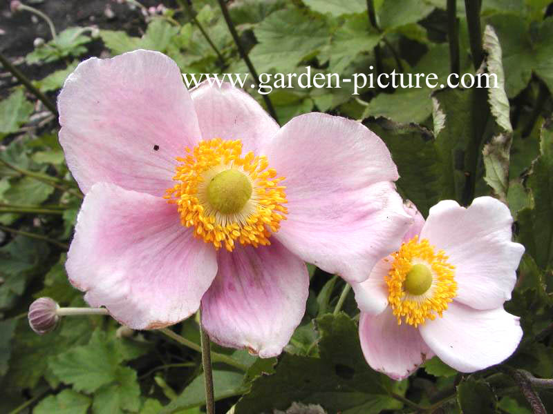 Anemone hybrida 'Koenigin Charlotte'