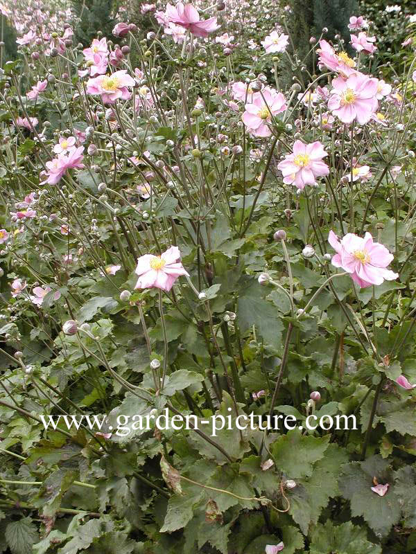 Anemone hybrida 'Koenigin Charlotte'