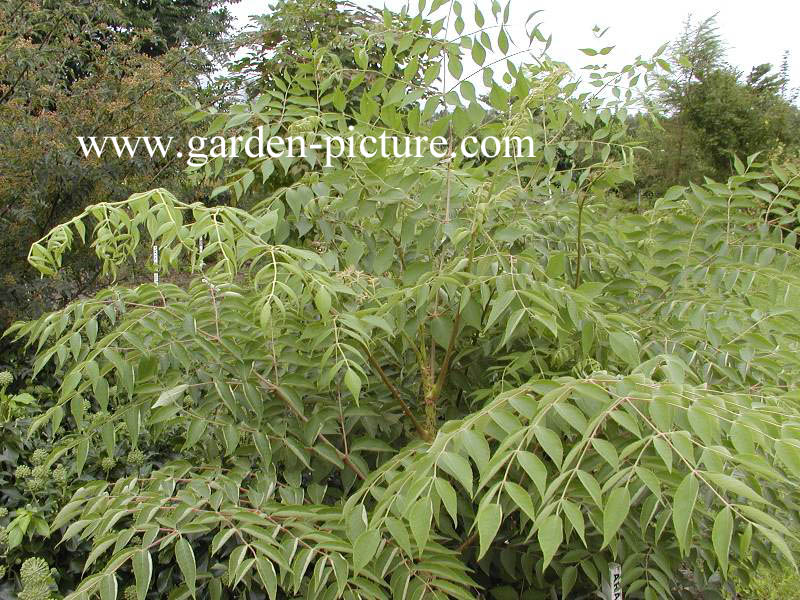 Aralia chinensis