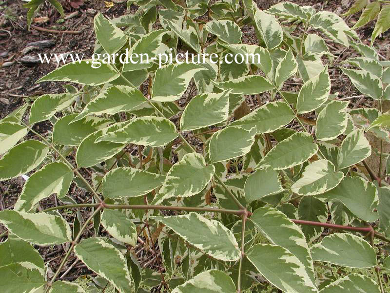 Aralia elata 'Silver Umbrella'