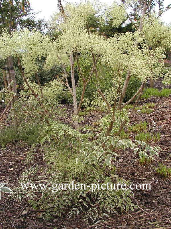 Aralia elata 'Silver Umbrella'