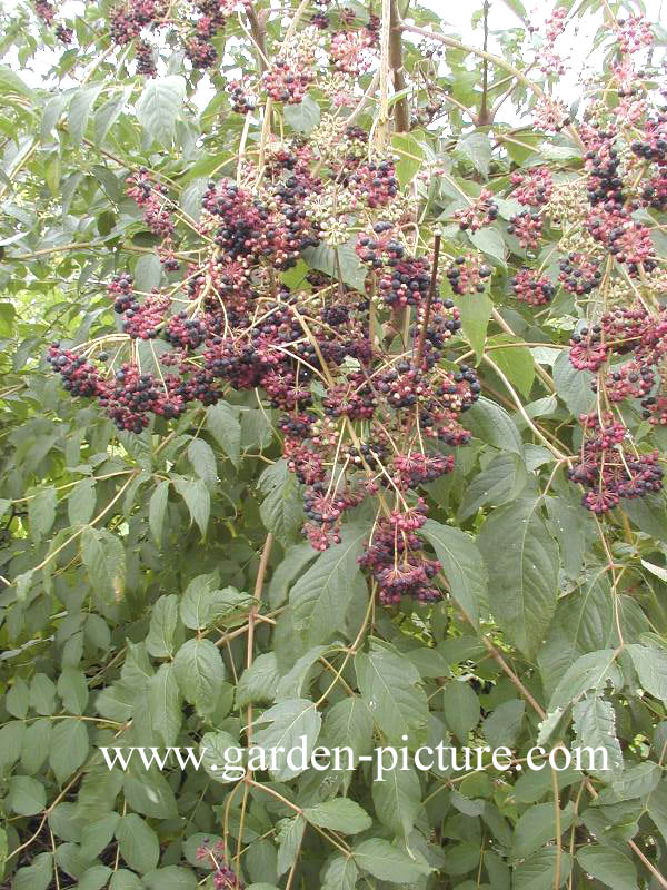 Aralia spinosa