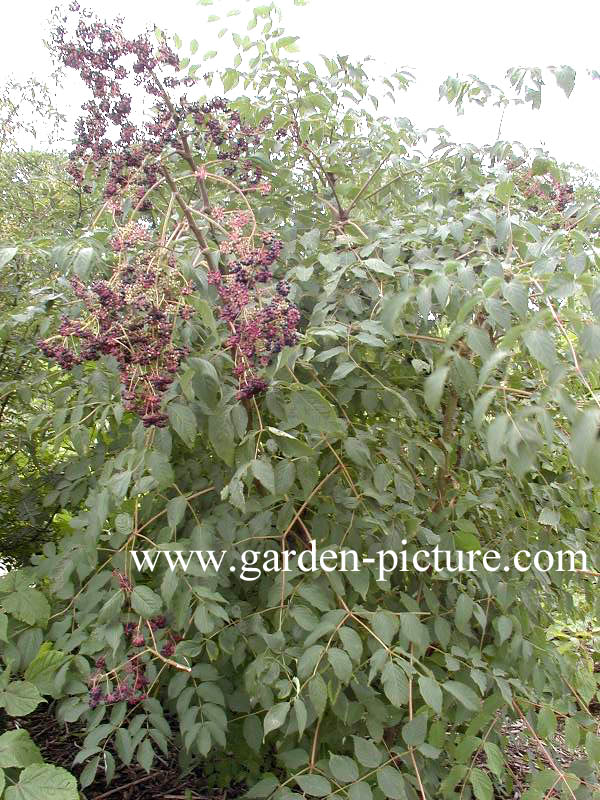 Aralia spinosa