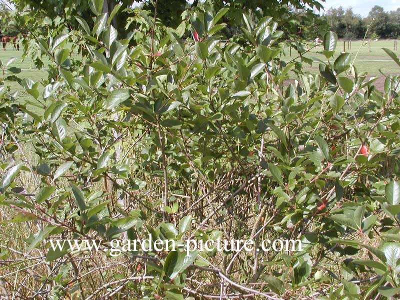 Aronia prunifolia 'Macrophylla'
