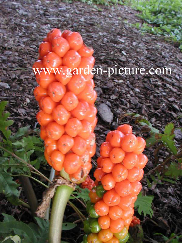 Arum italicum