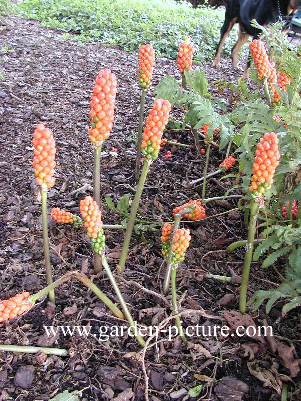 Arum italicum