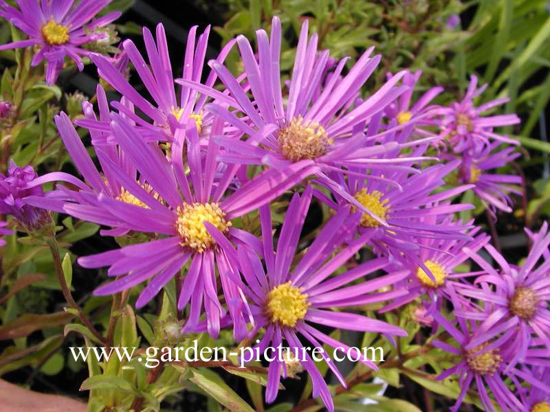 Aster amellus 'Veilchenkoenigin'