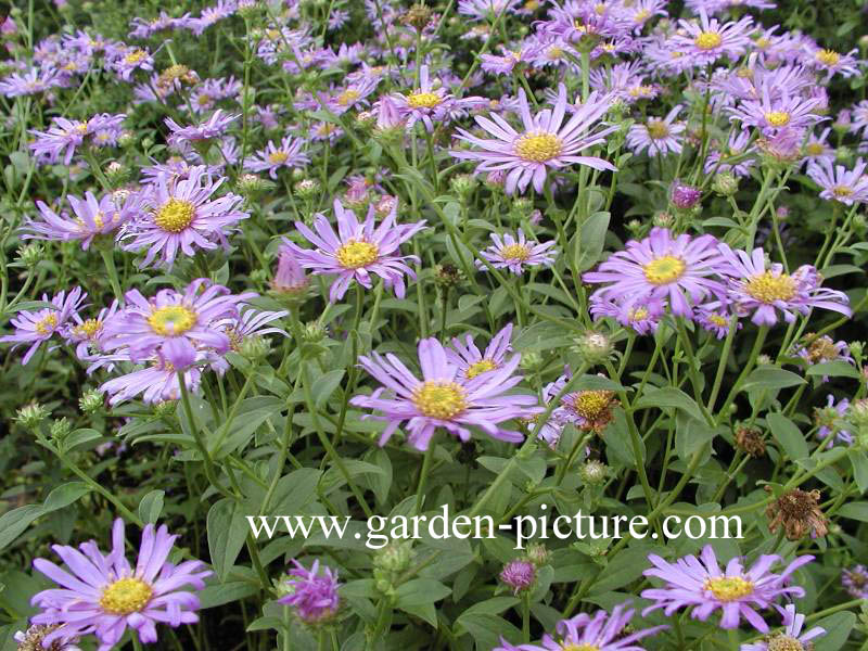 Aster frikartii 'Moench'