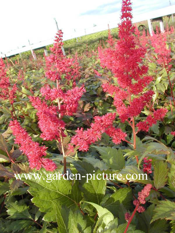 Astilbe 'Fanal'