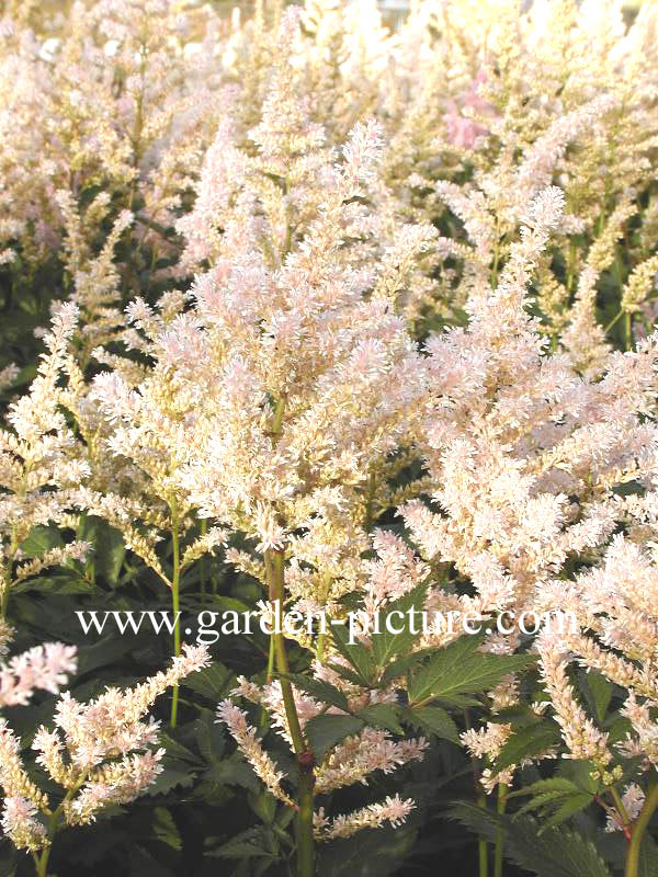 Astilbe 'Peach Blossom'