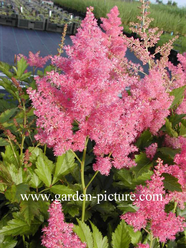 Astilbe 'Rheinland'