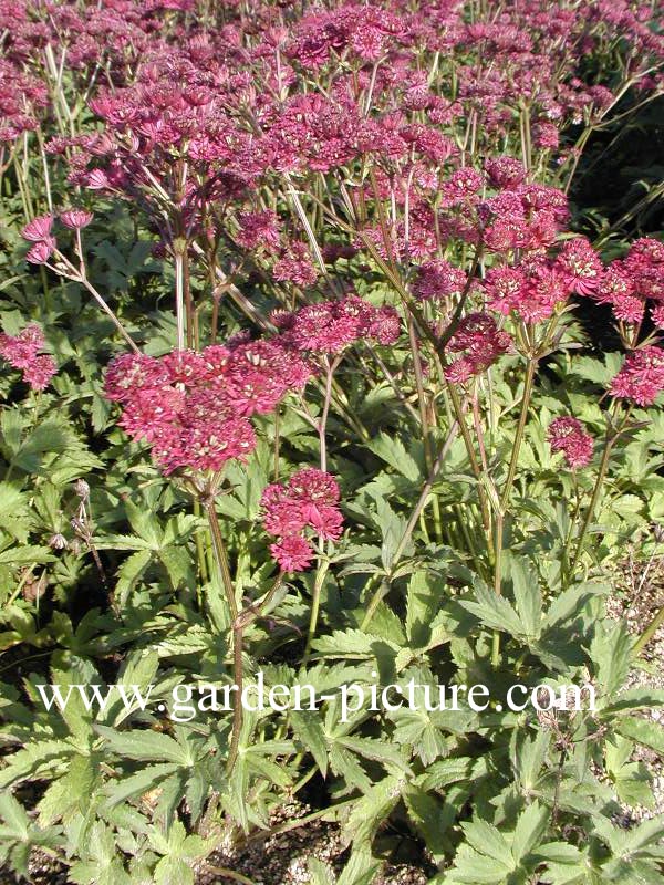 Astrantia major 'Ruby Wedding'