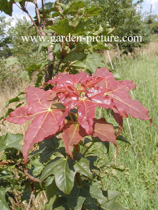 Acer pictum ssp. okomotoanum