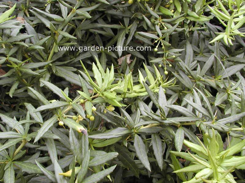 Berberis 'Klugowski'