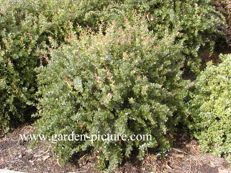 Berberis buxifolia 'Nana'