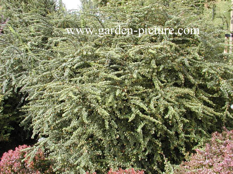 Berberis thunbergii 'Green Ornament'