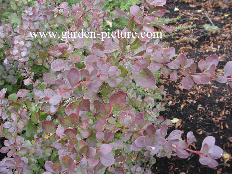 Berberis thunbergii 'Red Pillar'