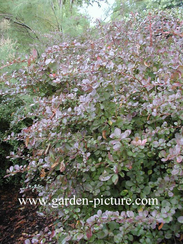 Berberis thunbergii 'Red Pillar'