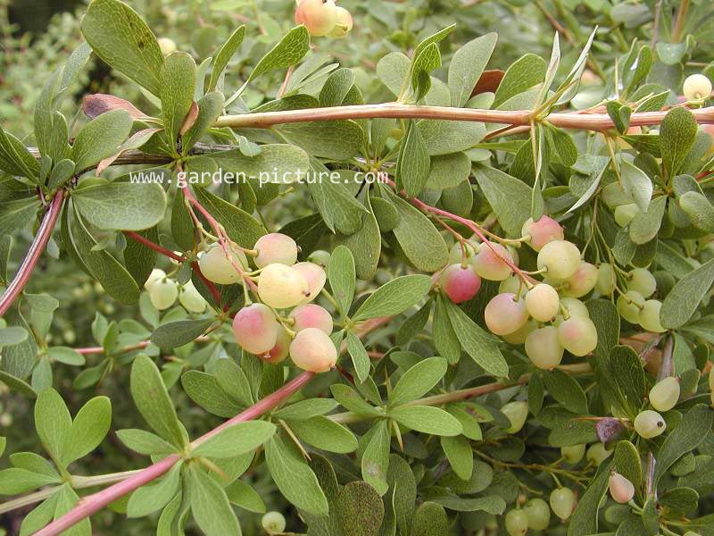 Berberis rubrostilla 'Buccaneer'