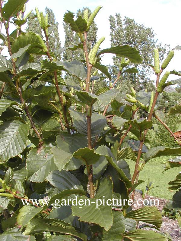 Betula medwediewii 'Gold Bark'