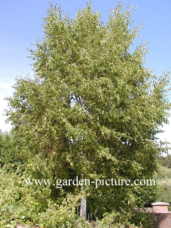 Betula papyrifera