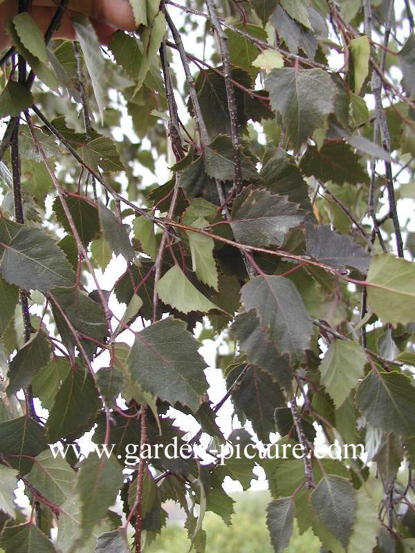 Betula pendula 'Purpurea'