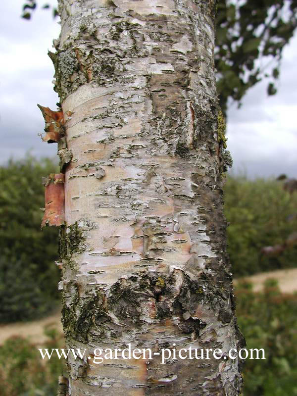 Betula pendula 'Purpurea'