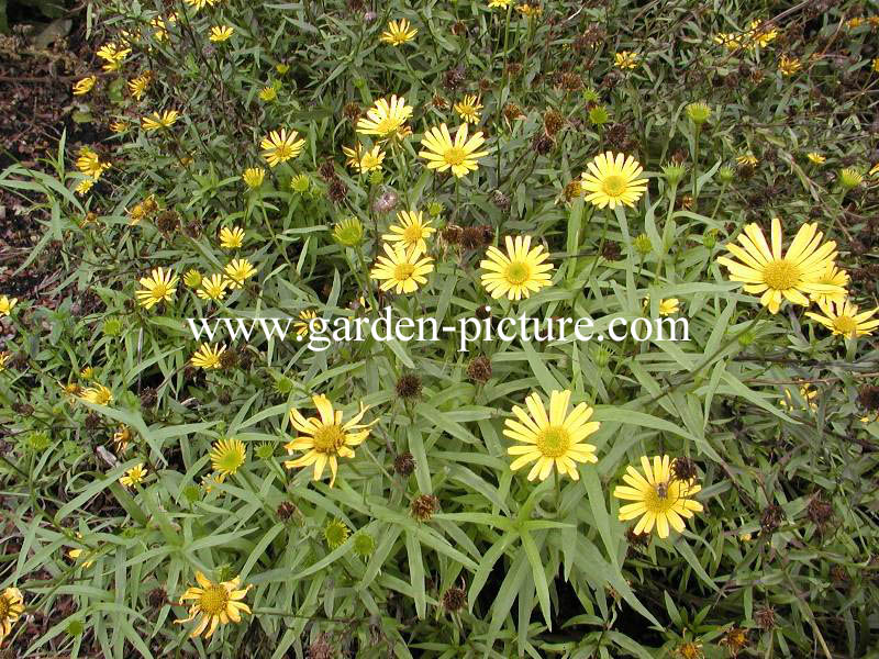 Buphthalmum salicifolium