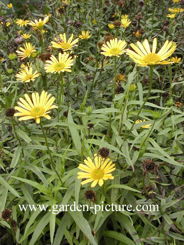 Buphthalmum salicifolium