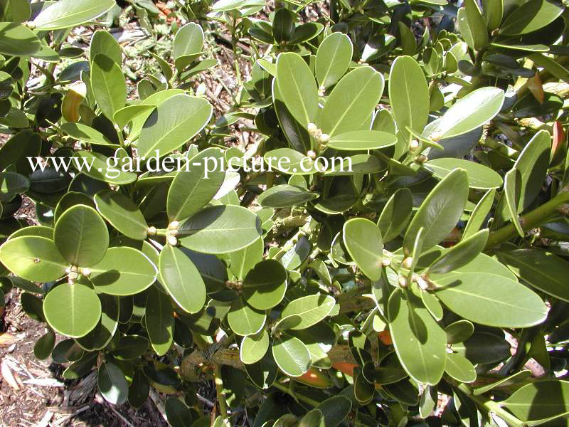 Buxus balearica