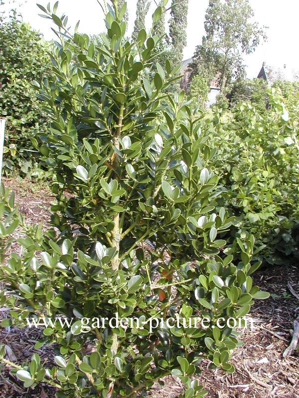 Buxus balearica