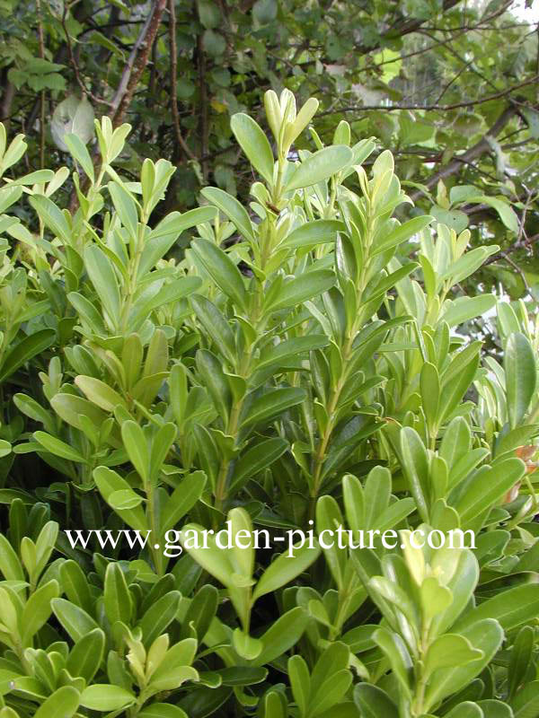 Buxus bodinieri