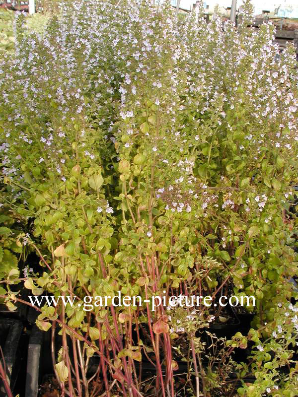 Calamintha nepeta ssp. nepeta